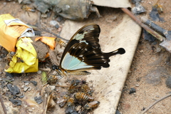 Papilio phorcas