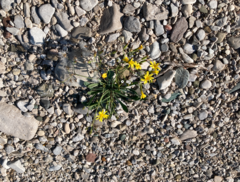 Chondrilla chondrilloides