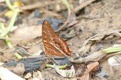Charaxes cynthia