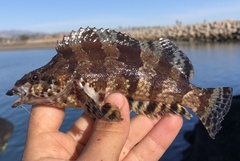 Oxylebius pictus