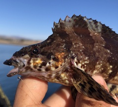 Oxylebius pictus