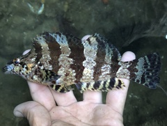 Oxylebius pictus