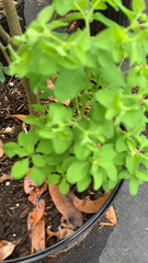 Euphorbia peplus