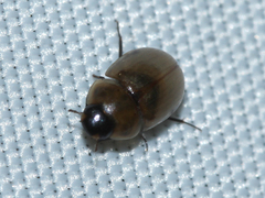 Enochrus