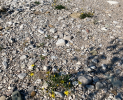 Chondrilla chondrilloides