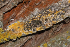 Xanthoriicola physciae