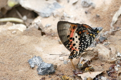 Charaxes zingha