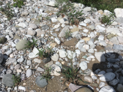 Chondrilla chondrilloides