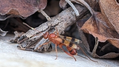 Compsocryptus texensis