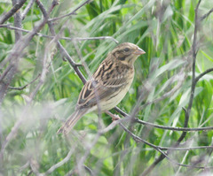 Emberiza aureola