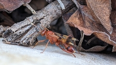 Compsocryptus texensis