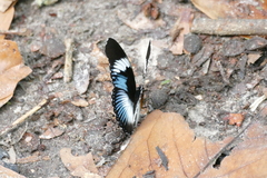 Hypolimnas monteironis