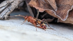 Compsocryptus texensis