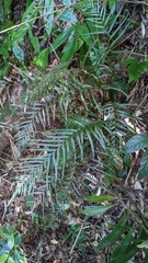 Tapeinidium pinnatum