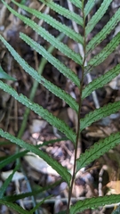 Tapeinidium pinnatum