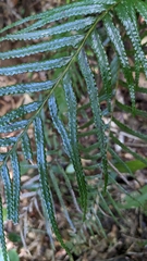 Tapeinidium pinnatum