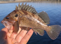 Sebastes auriculatus