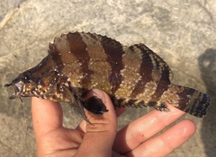 Oxylebius pictus