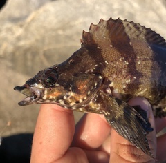 Oxylebius pictus