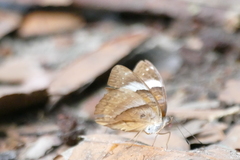 Euriphene