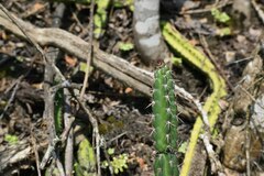 Praecereus euchlorus diffusus
