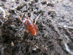 Parcoblatta pennsylvanica