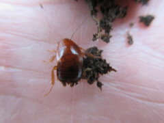 Parcoblatta pennsylvanica