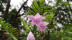 Gladiolus geardii
