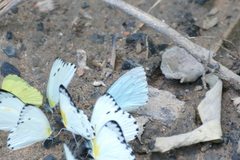 Nepheronia thalassina