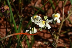 Nemesia leipoldtii