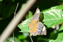 Bebearia staudingeri