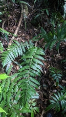 Tectaria kusukusensis