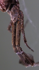 Uloborus glomosus