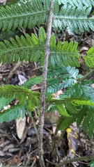 Tectaria kusukusensis