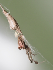 Uloborus glomosus