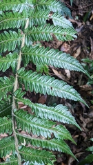 Tectaria kusukusensis