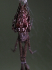 Uloborus glomosus