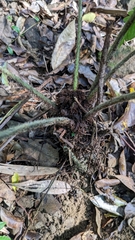 Tectaria kusukusensis