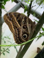 Caligo illioneus