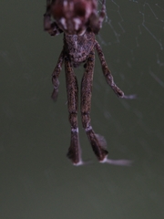 Uloborus glomosus