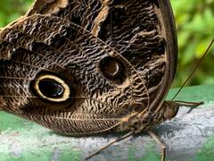 Caligo illioneus