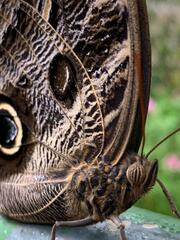Caligo illioneus