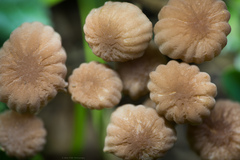 Marasmius anomalus
