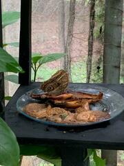 Caligo illioneus