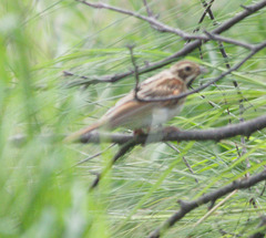 Emberiza