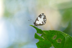 Falcuna margarita