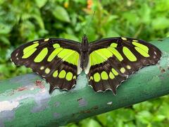Siproeta stelenes