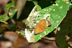 Euriphene