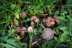 Marasmius anomalus