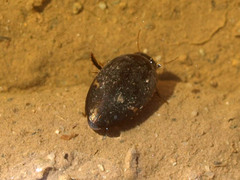 Agabus didymus
